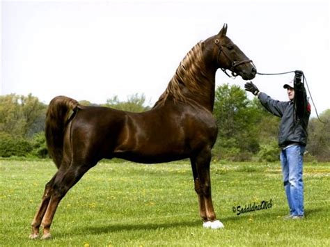 american saddlebred   horse breed   united states descended  riding type