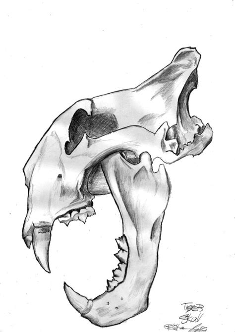 Tiger Skull By Letva On Deviantart