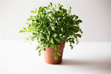 Some people spend lots of money on clothes because clothes make them look good and feel good about themselves. DIY Emoji Flower Pot - How Are You Feeling Today? — All ...