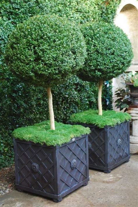Artificial topiary tree uv :: How to grow boxwood topiary - decorating ideas for home ...