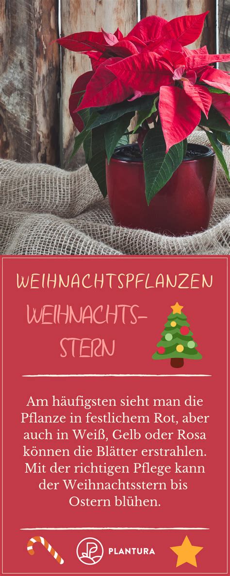 Nicht umsonst steigen die anfragen bei giftinformationszentren in der weihnachtszeit an. Weihnachtspflanzen: Die 10 schönsten | Pflanzen ...