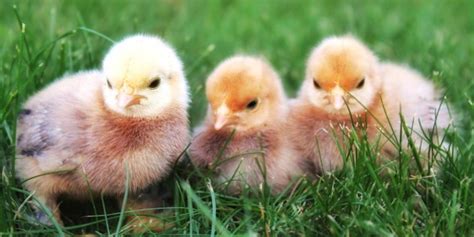 Bei kardinal woelki seien keine pflichtverletzungen oder verstöße nachzuweisen. kath.net