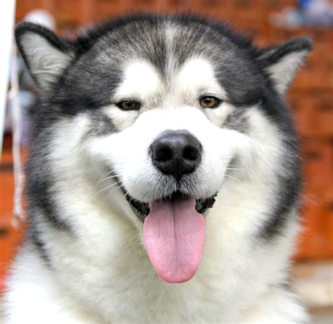 Is the american kennel club (akc) national breed club for the alaskan malamute. Happy Alaskan Malamute wallpapers and images - wallpapers ...