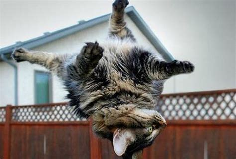 Cats Caught Hovering In Mid Air Barnorama