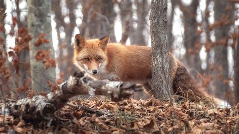 Brown Fox With Shallow Background Of Trees Hd Animals Wallpapers Hd