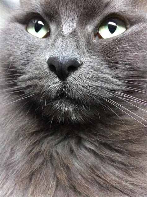 nebelung cat pictures and information cat