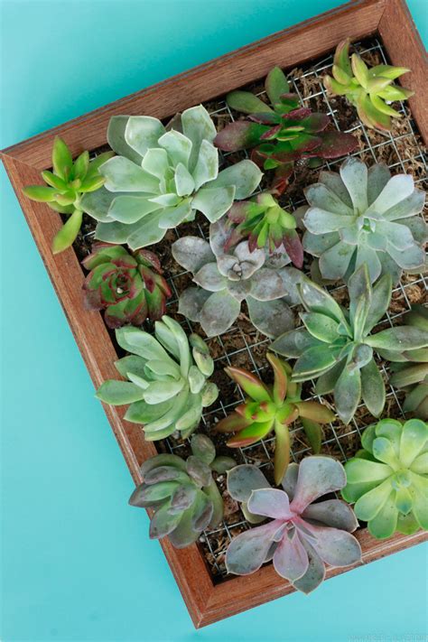 Check spelling or type a new query. Vertical Garden - DIY Succulent Wall Planter