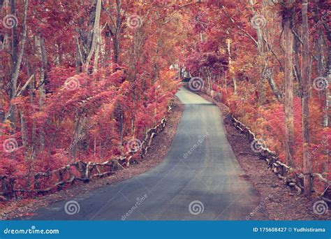 Autumn Forest With Country Road At Sunset Stock Image Image Of Grass