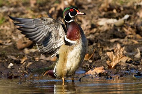 Wood Duck Wing Stock Image Image Of Stretching Spotted 53795739