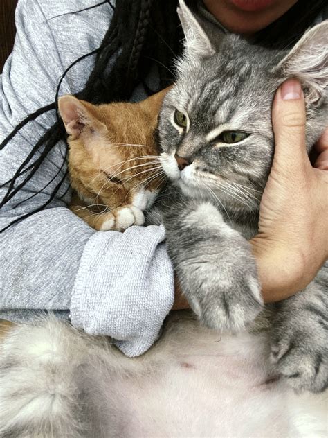 Help | Montgomery County Maryland Humane Society