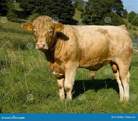 Young Bull Royalty Free Stock Image Image 3174406