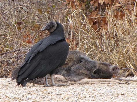 Black Vulture North Central Texas Birds