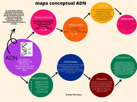 Mapa Conceptual Adn Brendapdf
