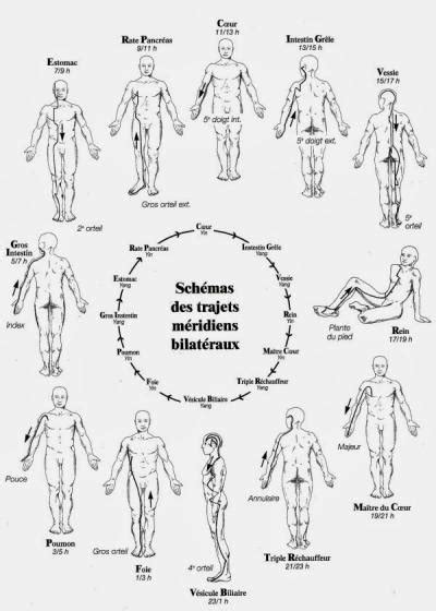 méridiens et points d acupuncture en médecine traditionnelle chinoise