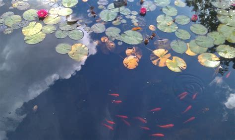 Press j to jump to the feed. A bad witch's blog: Guided Visualisation: Fish in a Pond