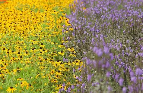 38 Best Iowa Native Wildflowers Images On Pinterest Native Plants