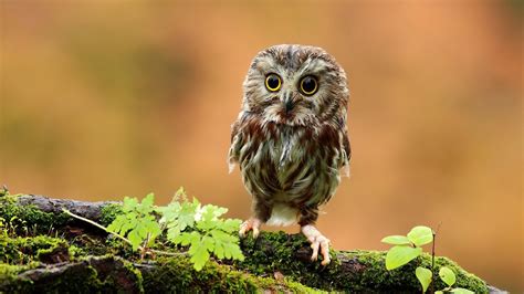 Cute Owl Telegraph