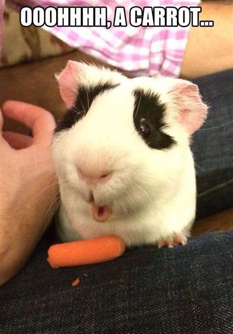 Really Funny Guinea Pig Quotes Quotesgram