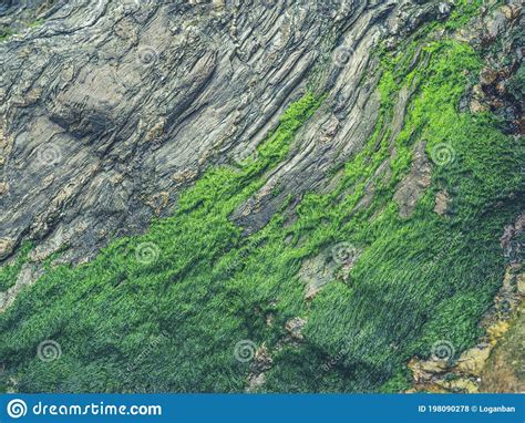Green Moss On Rocks Stock Photo Image Of Texture Geology 198090278