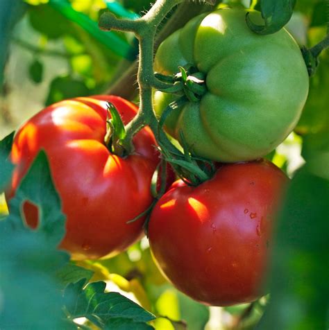 A short cut for anyone who loves to grow tomatoes: Better Boy Tomato Plants for Sale | Free Shipping