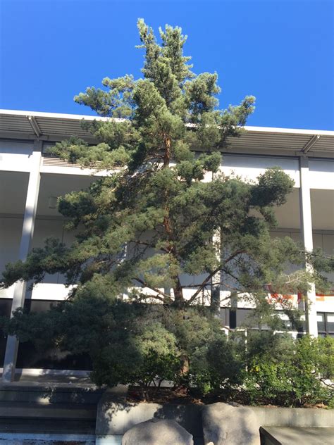 Feb 03, 2020 · melons are a type of fruit that belong to the cucurbitaceae family and grow on vines that sprawl across the ground or can be kept upright with support. Scotch Pine - Trees | seattle.gov