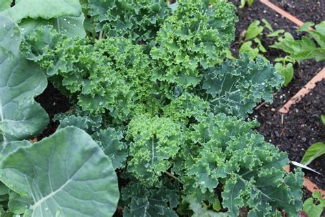 Protect the plants from slugs and other pests. Square Foot Gardening - Slugs Ate My Cucumber Plants - One ...