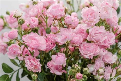 Growing Miniature Roses How To Care For Miniature Roses Indoors