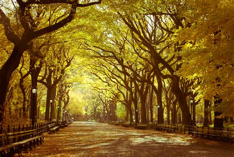 The tree grows in the states on the northeast corner of the u.s., such as new england, and downwards as far south as tennessee. New York's Tunnel Of Trees Is Positively Magical And You ...