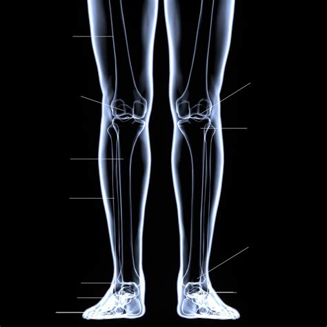 Definición De Huesos De La Pierna Concepto En Definiciónabc