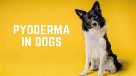 Pyoderma In Dogs What You Should Know