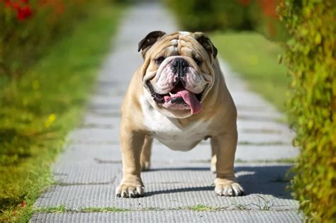 Do English Bulldogs Shed Updated Petsmart