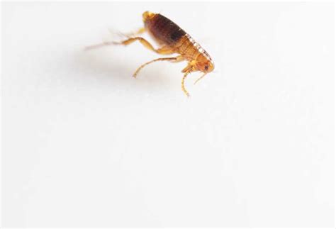 How Long Can Fleas Live Without A Host
