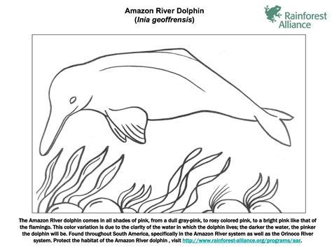 Amazon River Coloring Page