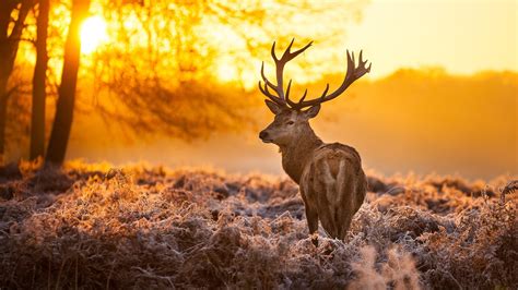 Deer In Winter Forest At Dawn Phone Wallpapers