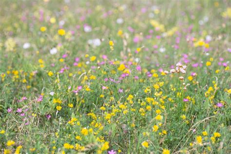 Flower Wildflower Yellow Meadow Picture Image 116413623