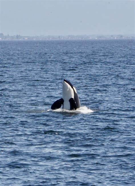 Whales And Wildlife Report A Season Of Great Transient Orca Whale