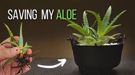 Save Aloe Plant From Root Rot By Repotting Youtube
