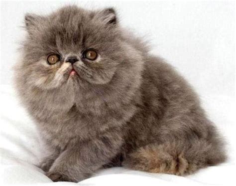 Kucing Exotic Longhair All About Cats
