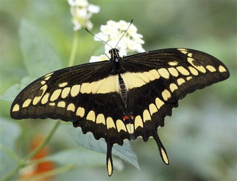 Butterfly Gardening Floridas Swallowtail Butterflies