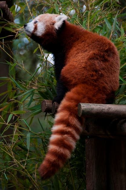 Premium Photo Red Panda Eating Bamboo