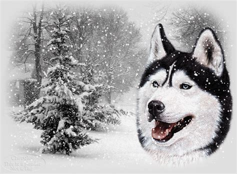 Wolf And Snow Scene Animatedclick To See Snow Fall