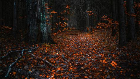 Dark Autumn Wallpapers Top Free Dark Autumn Backgrounds Wallpaperaccess