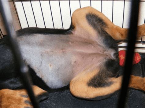 What Does A Hernia Look Like On A Female Dog
