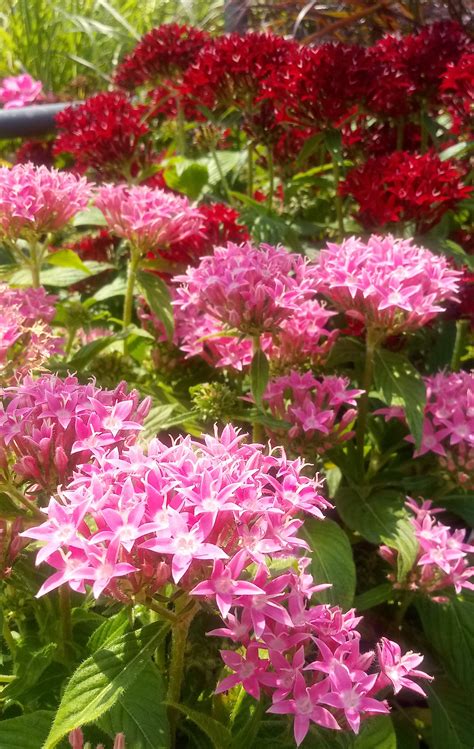 When flowering begins to wane, a quick trim with scissors will help the plant rebound. A low maintenance Annual that prefers full sun. Blooms all ...