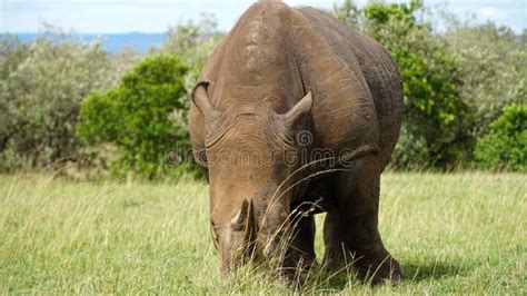 African Rhino Eating Green Grass Stock Image Image Of Reserve Grass