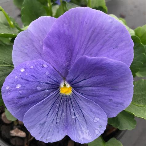 Pansy Matrix True Blue Pansy From Saunders Brothers Inc