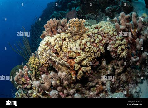 Cup Coral Balanophyllia Sp On The Reef At The Bachelors Beach Dive