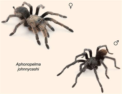 Aphonopelma Johnnycashi Newfound Tarantula Species Named After Johnny Cash Scinews