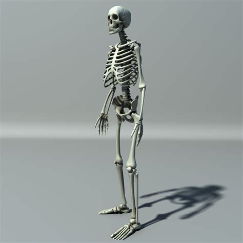 3d Model Skeleton Lowpoly Vr Ar Low Poly Rigged Animated Cgtrader