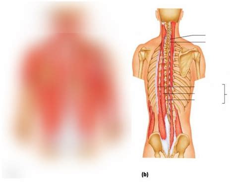 Deep Muscles Of The Back Erector Spinae Diagram Quizlet